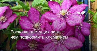 Роскошь цветущих лиан — чем подкормить клематисы - botanichka.ru