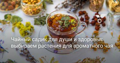 Чайный садик для души и здоровья: выбираем растения для ароматного чая - botanichka.ru