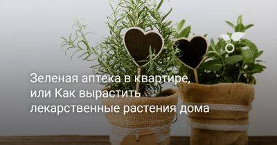 Зеленая аптека в квартире, или Как вырастить лекарственные растения дома - botanichka.ru