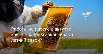 Работы на пасеке в августе — как пчеловоды заканчивают летний сезон? - botanichka.ru