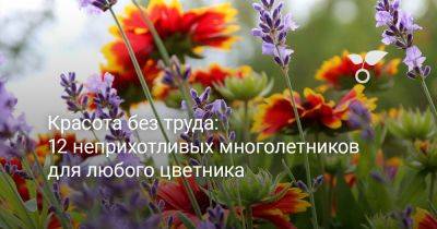 Красота без труда: 12 неприхотливых многолетников для любого цветника - botanichka.ru