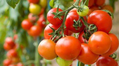 От иммунитета до здоровья сердца: Как томаты улучшают ваше самочувствие - ogorod.ru
