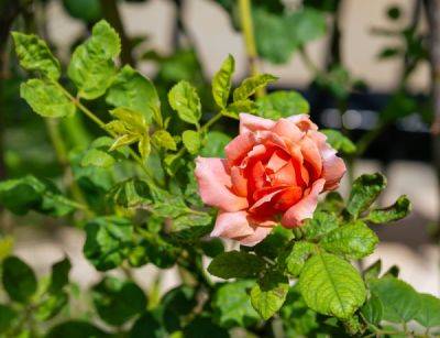 13 сортов японских роз – нежность и экзотика в вашем саду - ogorod.ru