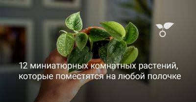 12 миниатюрных комнатных растений, которые поместятся на любой полочке - botanichka.ru