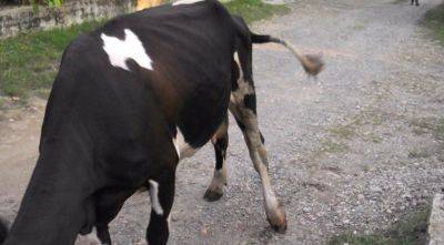 Корова хромает на переднюю или заднюю ногу: что делать - fermilon.ru