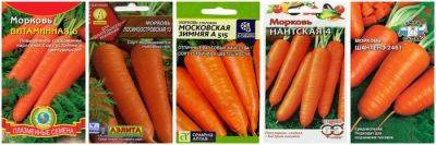 Какую морковь сажать под зиму: самые лучшие и проверенные сорта для подзимнего посева - countryhouse.pro
