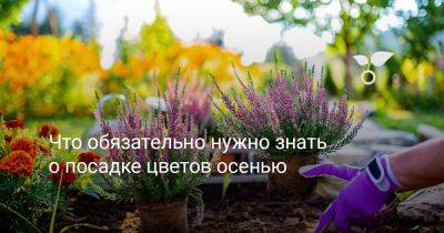 Что обязательно нужно знать о посадке цветов осенью - botanichka.ru