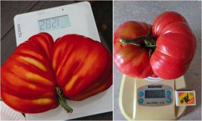 ФОТО: Самый большой в Латвии? Жительница Саласпилса вырастила помидор весом почти в 1,5 кило - rus.delfi.lv - Латвия
