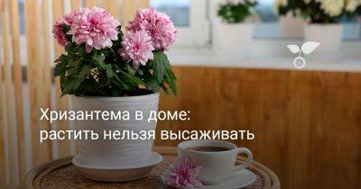 Уход за хризантемой в доме: растить нельзя высаживать - botanichka.ru