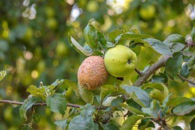 Яблоки гниют еще на ветках — почему это происходит и что делать, чтобы этого избежать - rus.delfi.lv