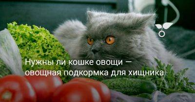 Нужны ли кошке овощи — овощная подкормка для хищника - botanichka.ru