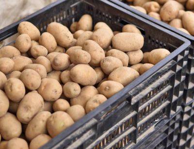 Как улучшить лежкость картофеля: 5 простых советов - ogorod.ru