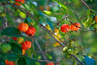 Суринамская вишня: как вырастить и с чем съесть - ogorod.ru