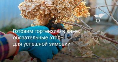 Готовим гортензию к зиме: обязательные этапы для успешной зимовки - botanichka.ru
