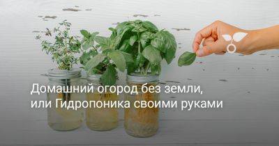 Домашний огород без земли, или Гидропоника своими руками - botanichka.ru