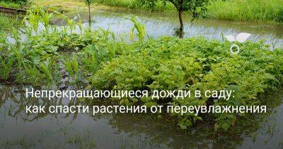 Непрекращающиеся дожди в саду: как спасти растения от переувлажнения? - botanichka.ru