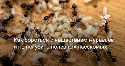 Как бороться с нашествием муравьев и не погубить полезных насекомых? - botanichka.ru