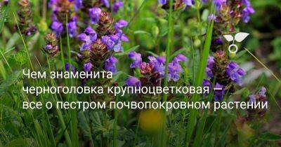 Чем знаменита черноголовка крупноцветковая — всё о пестром почвопокровном растении - botanichka.ru