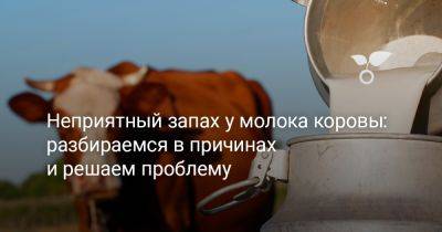 Неприятный запах у молока коровы: разбираемся в причинах и решаем проблему - botanichka.ru