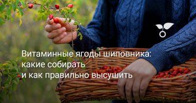 Витаминные ягоды шиповника: какие собирать и как правильно высушить? - botanichka.ru - Россия