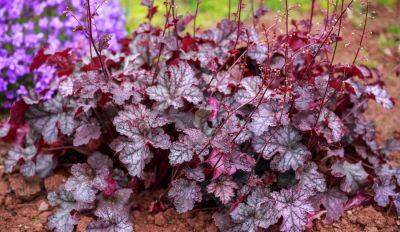 Осеннее настроение в саду: Четыре самых эффектных цветка с красными листьями - rus.delfi.lv