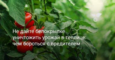 Не дайте белокрылке уничтожить урожай в теплице: чем бороться с вредителем - botanichka.ru