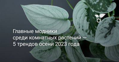 Главные модники среди комнатных растений — 5 трендов осени 2023 года - botanichka.ru