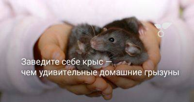 Заведите себе крыс — чем удивительные домашние грызуны - botanichka.ru