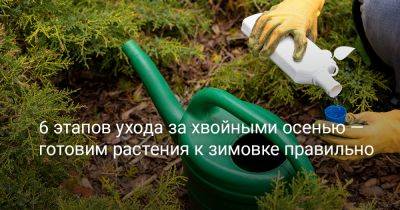 6 этапов ухода за хвойными осенью — готовим растения к зимовке правильно - botanichka.ru