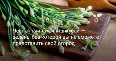 Чесночный лук или джусай — зелень, без которой вы не сможете представить свой огород - botanichka.ru - Китай