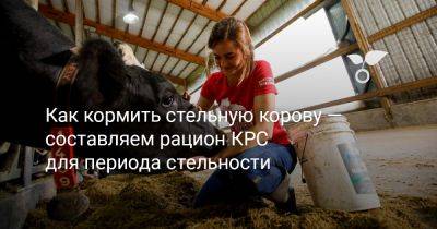 Как кормить стельную корову — составляем рацион КРС для периода стельности - botanichka.ru