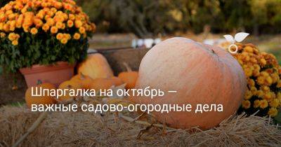 Шпаргалка на октябрь — важные садово-огородные дела - botanichka.ru - г. Виноград