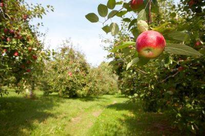 Большого урожая яблок в этом году ждать не стоит - rus.delfi.lv