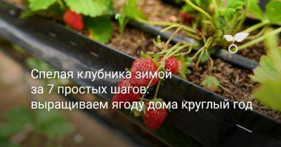 Спелая клубника зимой за 7 простых шагов: выращиваем ягоду дома круглый год - botanichka.ru - республика Коми