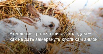 Утепление крольчатника к холодам — как не дать замерзнуть кроликам зимой - botanichka.ru