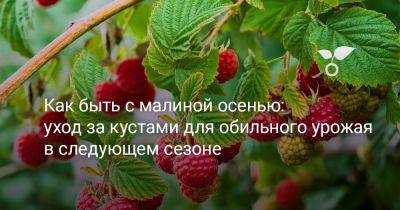 Как быть с малиной осенью: уход за кустами для обильного урожая в следующем сезоне - botanichka.ru