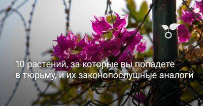 10 растений, за которые вы попадете в тюрьму, и их законопослушные аналоги - botanichka.ru