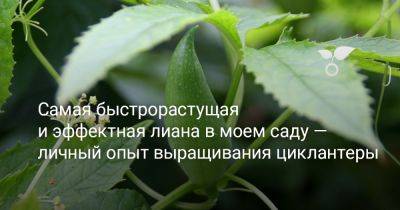 Циклантера — самая быстрорастущая и эффектная лиана в моем саду - botanichka.ru
