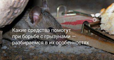 Какие средства помогут при борьбе с грызунами — разбираемся в их особенностях - botanichka.ru