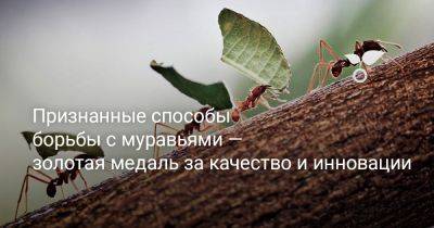 Признанные способы борьбы с муравьями — золотая медаль за качество и инновации - botanichka.ru