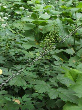 Воронец – красивоплодное растение для тени - greeninfo.ru