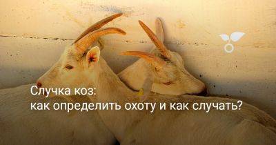 Случка коз: как определить охоту и как случать? - botanichka.ru