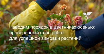 Наводим порядок в цветниках осенью: проверенный план работ для успешной зимовки растений - botanichka.ru