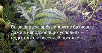 Климат не помеха — как вырастить арбуз и другие бахчевые в неподходящих условиях? - botanichka.ru