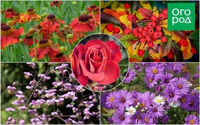 Лучшие растения для глинистой почвы: цветы и кустарники - ogorod.ru