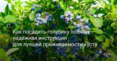 Как посадить голубику осенью — надежная инструкция для лучшей приживаемости куста - botanichka.ru