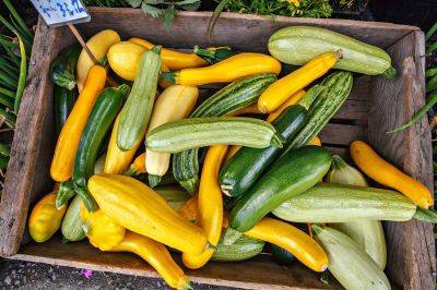 Марис Нарвилс - Дождливый август испортил урожай - как спасти кабачки, помидоры и другие овощи - rus.delfi.lv - Латвия