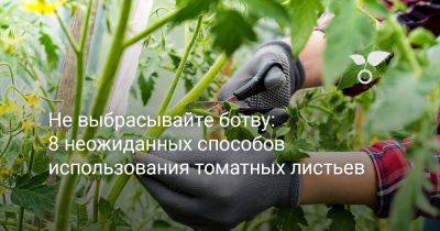 Не выбрасывайте томатную ботву — 8 неожиданных способов использования листьев - botanichka.ru