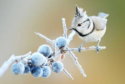 Как помочь птицам и животным в морозы - ogorod.ru