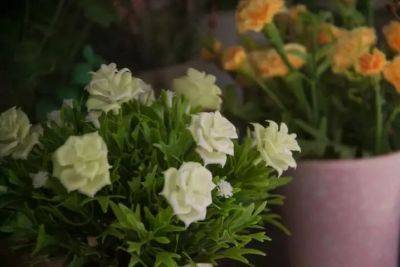 Анастасия Коврижных - Какие цветы и растения не рекомендуется выращивать дома: самые красивые, но самые вредные - belnovosti.by